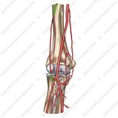 Radial recurrent artery (arteria recurrens radialis)